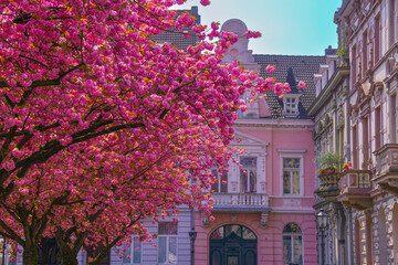 Japanische Kirschbl&uuml;te Krefeld