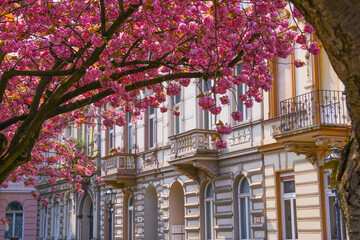 Japanische Kirschbl&uuml;te Krefeld
