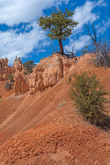 Rugged Pine Tree Growing on Arid Rock