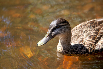 The Duck at the fountain