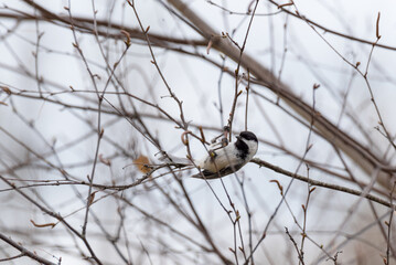 A Black-capped Chickadee Perches In A Tree In Spring