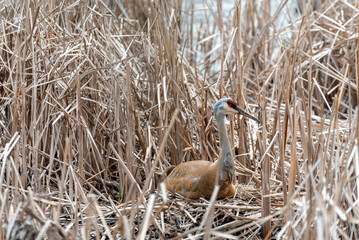 A Female Sandhill Crane Sitting On Her Nest In The Reeds