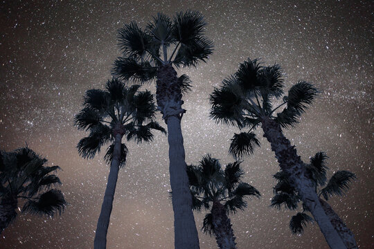 Night sky with Milky Way over palm trees on a beach