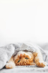 Cute ginger cat sleeps in bed under blanket. Fluffy pet has a nap in bedroom. Vertical banner with copy space. - 534074419