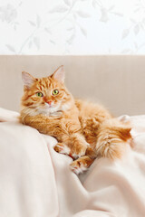 Cute ginger cat is lying on beige couch. Fluffy pet comfortably settled to sleep on blanket. Cozy home background with domestic animal.
