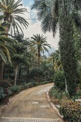 Fototapeta na wymiar Tenerife trees
