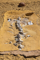 Sea cow fossil on the interpretive trail at Wadi el-Hitan paleontological site.