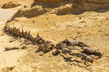 Whale fossil along the interpretive trail at Wadi el-Hitan paleontological site. © Emily_M_Wilson