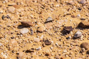 Close up view of the desert floor at Wadi el-Hitan paleontological site.