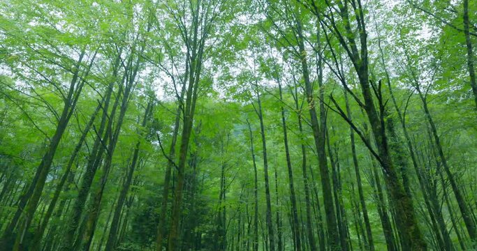 黒部峡谷を走るトロッコ列車からの景色