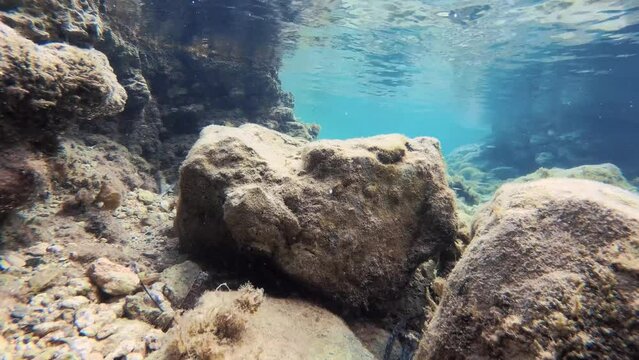 Relaxing View of Underwater Life