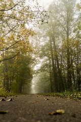 forest road