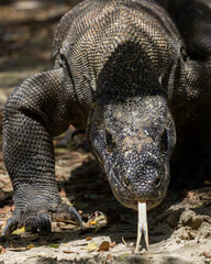 Komodo dragon (Varanus komodoensis) on Komodo Island of Indonesian archipelago, a world heritage site.