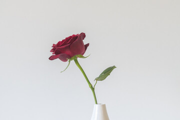 Closeup of single red rose in vase against white background - romance concept