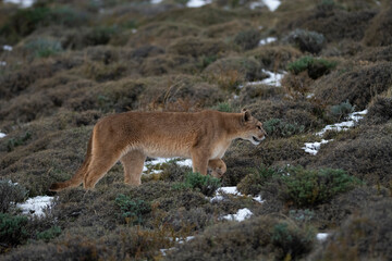 Puma walking in mountain environment, Torres del Paine National Park, Patagonia, Chile.