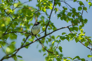 Pied flycatcher (Ficedula hypoleuca)