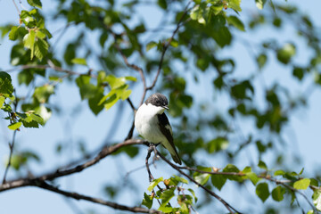 Pied flycatcher (Ficedula hypoleuca)