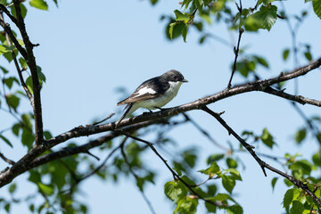 Pied flycatcher (Ficedula hypoleuca)