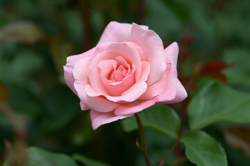 クイーンエリザベス　バラの花