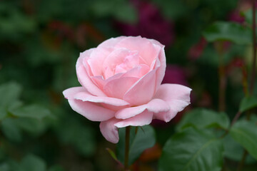 クイーンエリザベス　バラの花