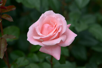 クイーンエリザベス　バラの花