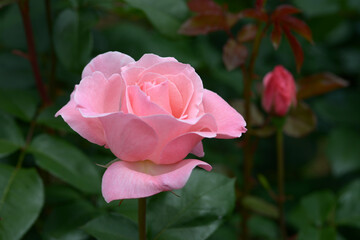 クイーンエリザベス　バラの花