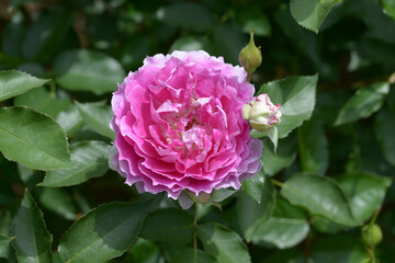 シェエラザード　バラの花