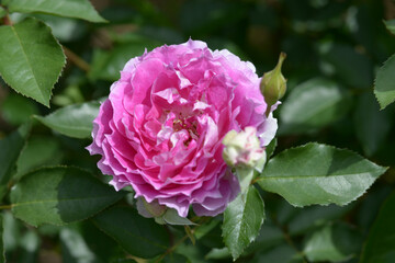 シェエラザード　バラの花