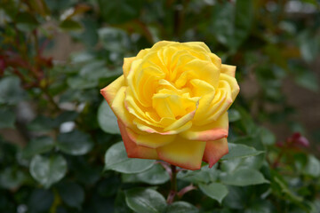 スペクトラ　バラの花