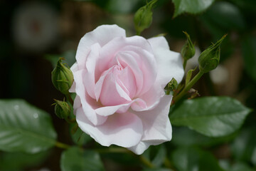 ナターシャ　バラの花