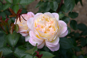 ミツコ　バラの花