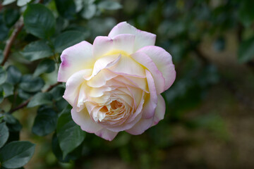 ミツコ　バラの花