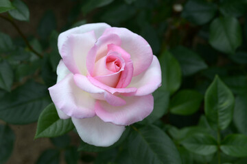 加茂　バラの花