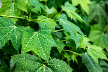 Close up water drops on fresh green leaf.   Dew drops of leaf in garden. Water drops on leaf.  Green background of nature in the garden. leaf texture close up. Macro photography with selective focus.