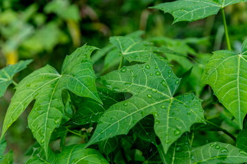 Close up water drops on fresh green leaf.   Dew drops of leaf in garden. Water drops on leaf.  Green background of nature in the garden. leaf texture close up. Macro photography with selective focus.