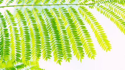 爽やかな緑の葉っぱと白の背景