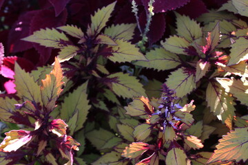 Fototapeta premium flowers and butterflies