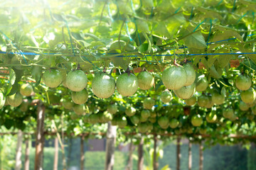 Passion fruit on the tree in passion fruit farm.