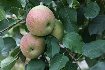 과수원의사과나무입니다