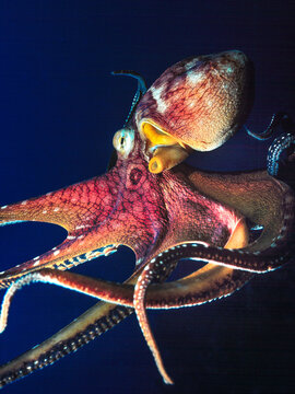 Octopus, Kona, Hawaii, USA