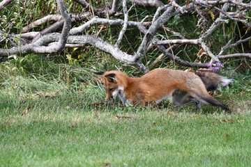 A red fox hunts along the edge of an urban park and pounces on a mouse in the tall grass