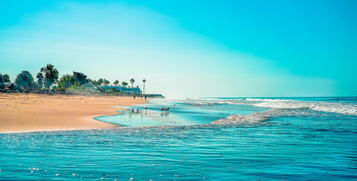 Beach with palm trees, California