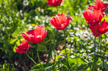 A group of red tulips