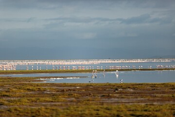 Beautiful view of flamingos in the water in Amboseli National Park, Kenya