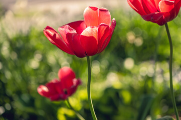 Naklejka premium A group of red tulips