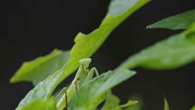 Praying Mantis Facing Camera With Eye Movements.