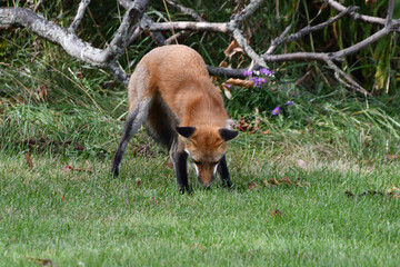A red fox hunts along the edge of an urban park and catches a mouse in the tall grass