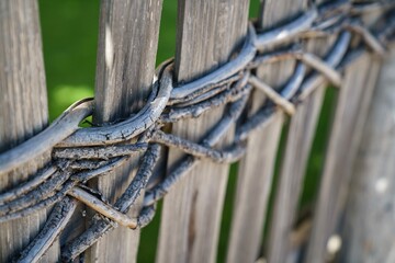 barbed wire fence