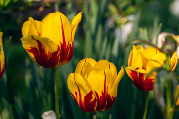 Yellow and red tulips in the Spring
