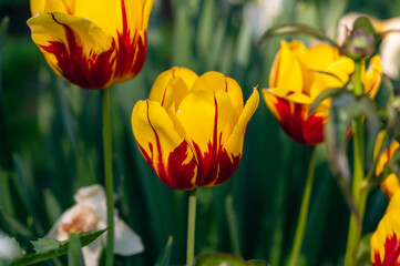 Yellow and red tulips in the Spring